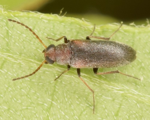 Microtonus sericans