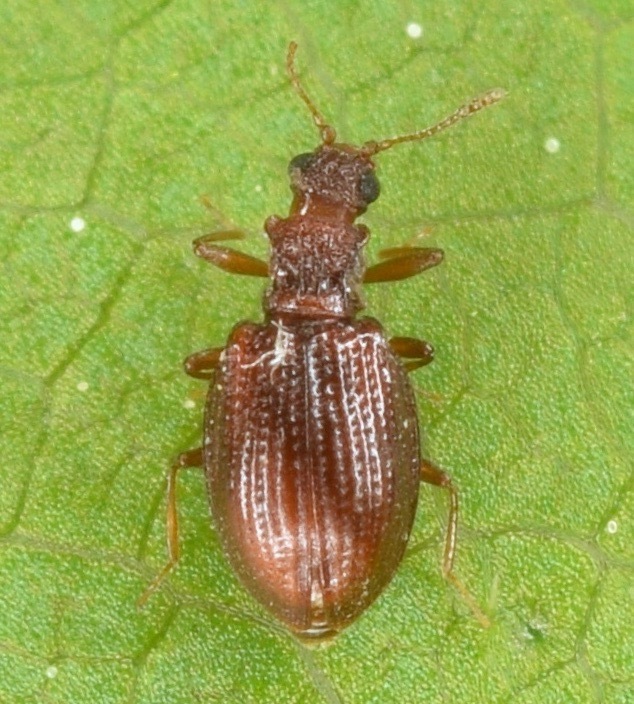 Stephostethus liratus