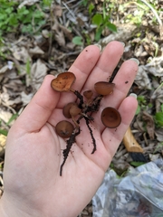 Dumontinia tuberosa