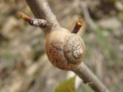 Abchasohela septentrionalis