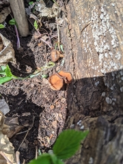 Dumontinia tuberosa
