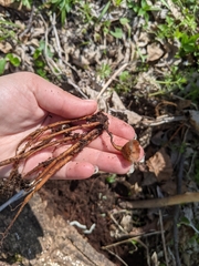 Dumontinia tuberosa