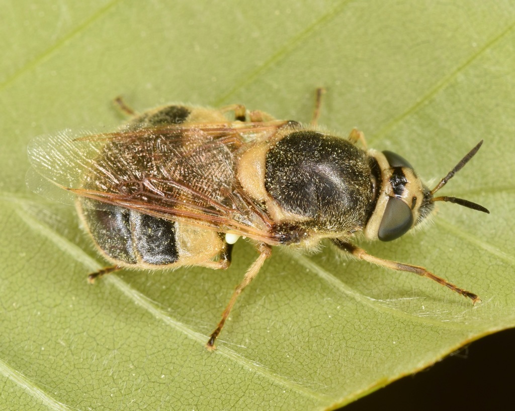 Labostigmina