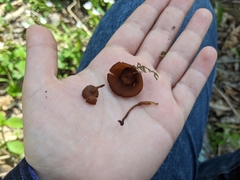 Dumontinia tuberosa