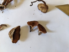 Dumontinia tuberosa