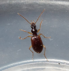 Oxypselaphus obscurus