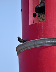 Columba livia domestica