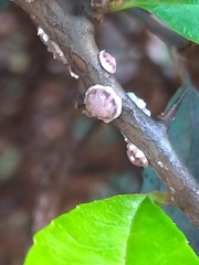 Ceroplastes japonicus