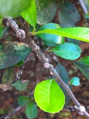 Ceroplastes japonicus