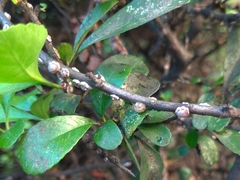 Ceroplastes japonicus