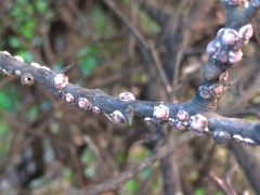 Ceroplastes japonicus
