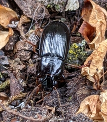 Harpalus cautus
