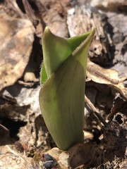 Clintonia umbellulata