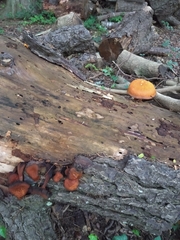 Gymnopilus junonius