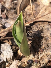 Clintonia umbellulata