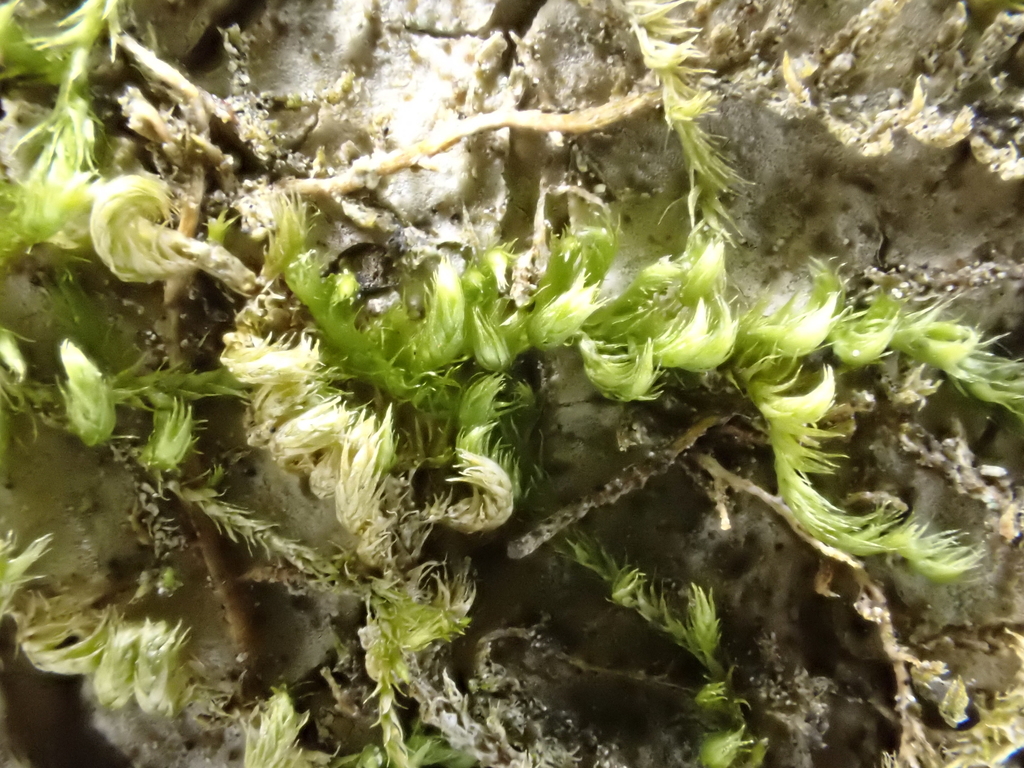 Selwyn's pylaisiella moss