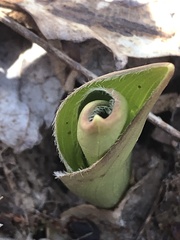Clintonia umbellulata