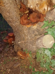 Gymnopilus junonius