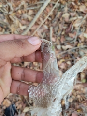 Drymarchon melanurus