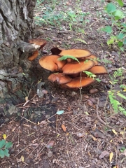 Gymnopilus junonius