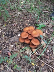 Gymnopilus junonius