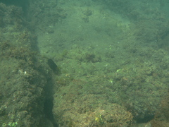 Stegastes imbricatus