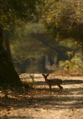 Nesotragus moschatus