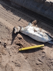 Spheniscus magellanicus