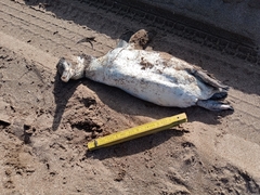 Spheniscus magellanicus