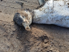 Spheniscus magellanicus