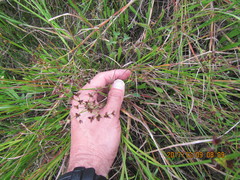 Juncus bulbosus