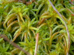 Sphagnum denticulatum