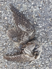 Caprimulgus ruficollis