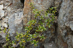 Coprosma pseudocuneata