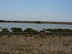 Eragrostis planiculmis
