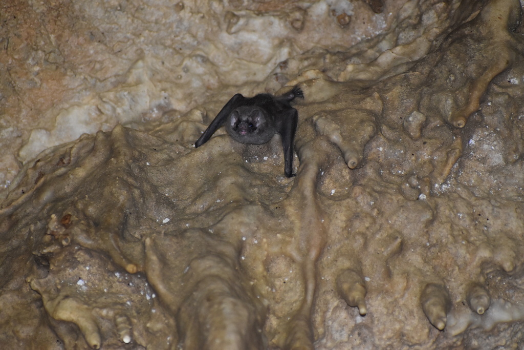 Hairy-legged Vampire Bat from Ixhuatlan del Cafe, 94180 Ixhuatlán del ...