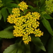 Golden Alexanders - Photo no rights reserved, uploaded by Shaun Pogacnik