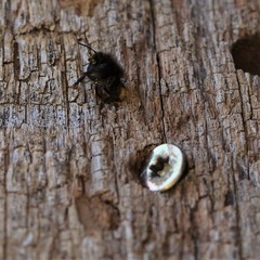 Osmia cornuta