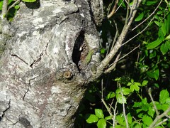 Podarcis carbonelli carbonelli