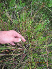 Juncus bulbosus
