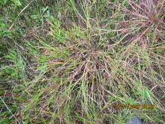 Juncus bulbosus