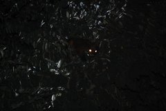 Petaurista albiventer