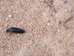 Physomeloe corallifer