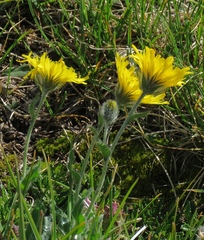 Hieracium villosum