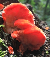 Tyromyces pulcherrimus image