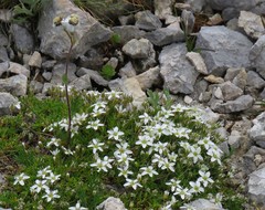 Arenaria ciliata