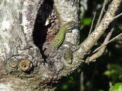 Podarcis carbonelli carbonelli