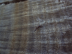 Pseudomyrmex phyllophilus