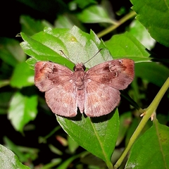 Quadrus u-lucida mimus