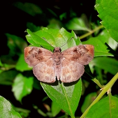 Quadrus u-lucida mimus